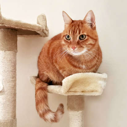 Orangene Katze auf Kratzbaum   Seite 3